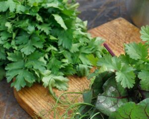 Añadimos el cilantro picado con el resto de ingredientes