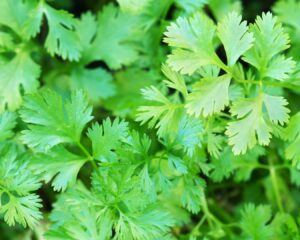 Añadimos el cilantro a la mezcla