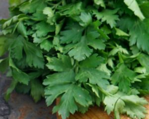 Espolvoreamos con cilantro