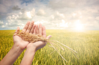 Historias y curiosidades del arroz