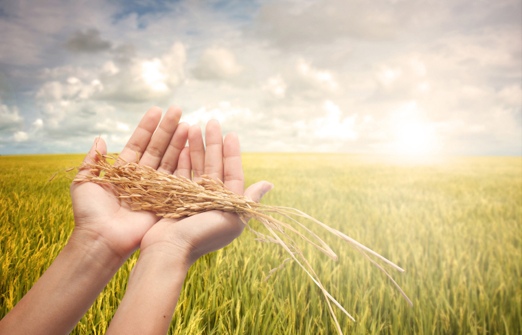 Historia y curiosidades sobre el arroz