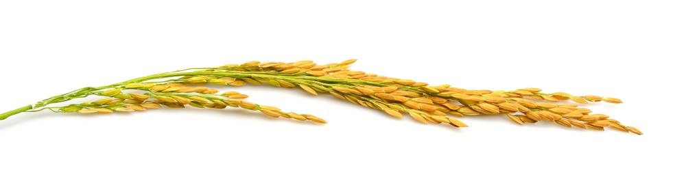 Brizna de arroz