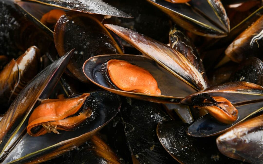 Cocer mejillones para paella: Trucos y consejos para un sabor excepcional