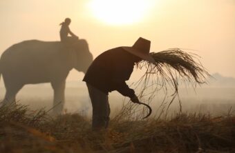 Curiosidades del arroz: Descubre los secretos y datos interesantes