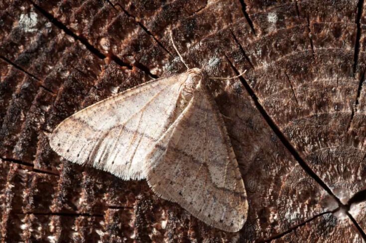 Cómo guardar el arroz para evitar la aparición de polillas