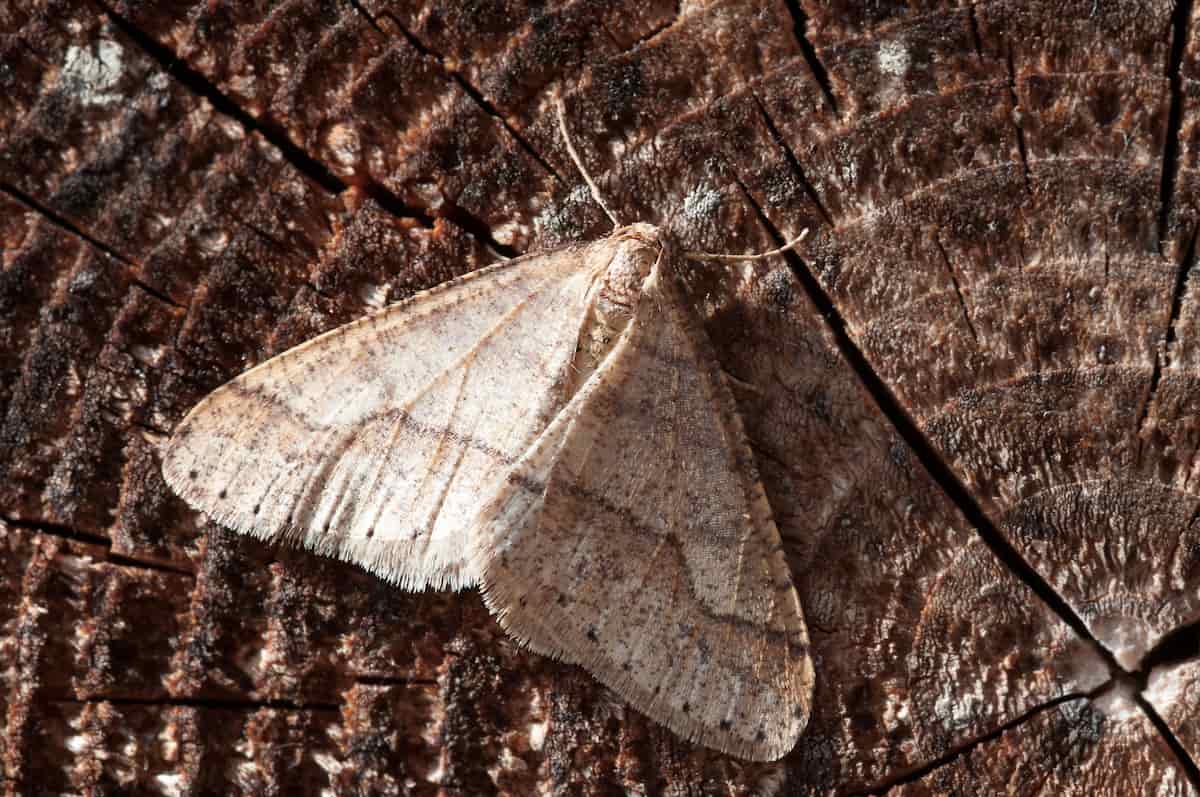 Cómo guardar el arroz para evitar la aparición de polillas