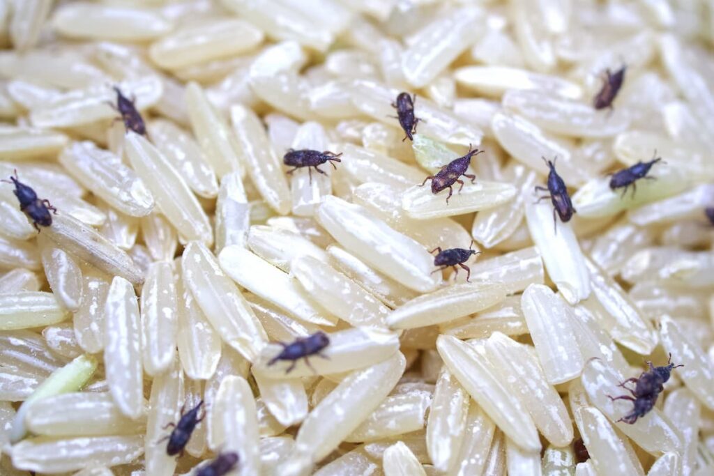 Mejores prácticas para guardar el arroz