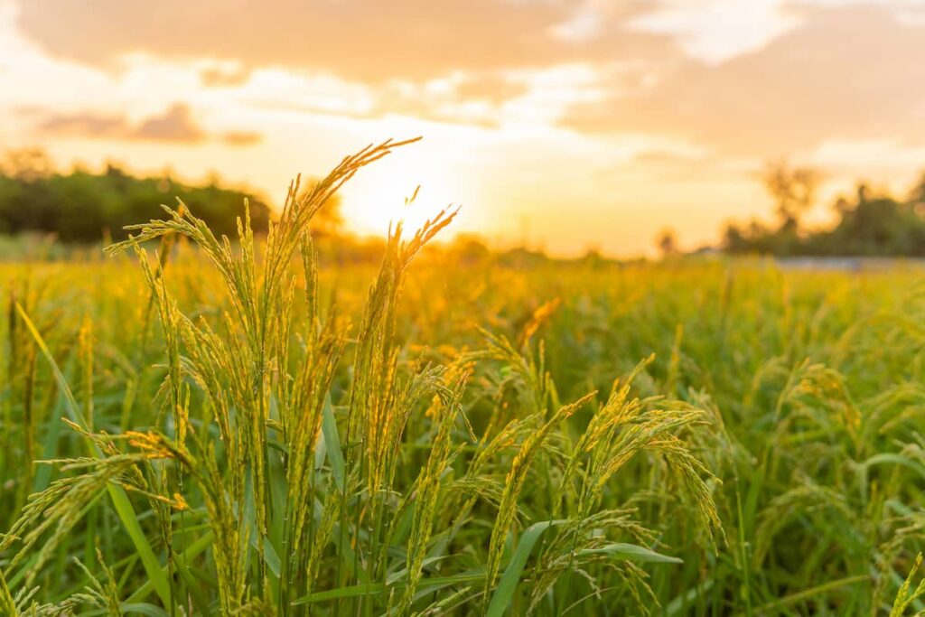 Planta del arroz integral