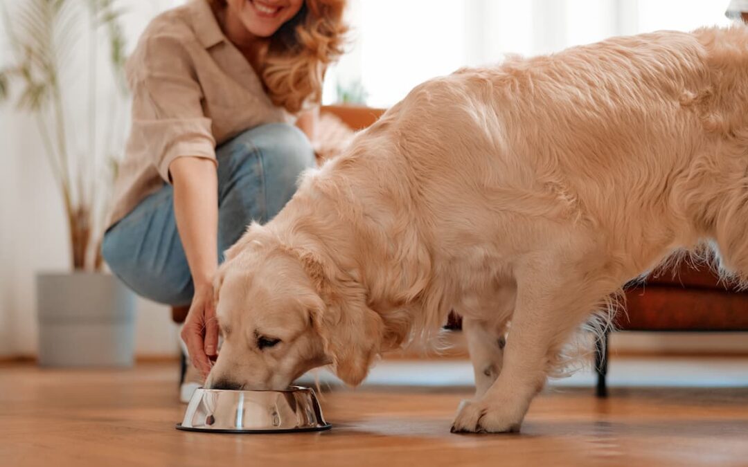 Alimentación Canina con Arroz