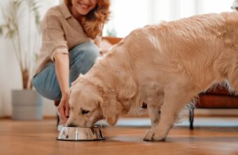 Alimentación Canina con Arroz