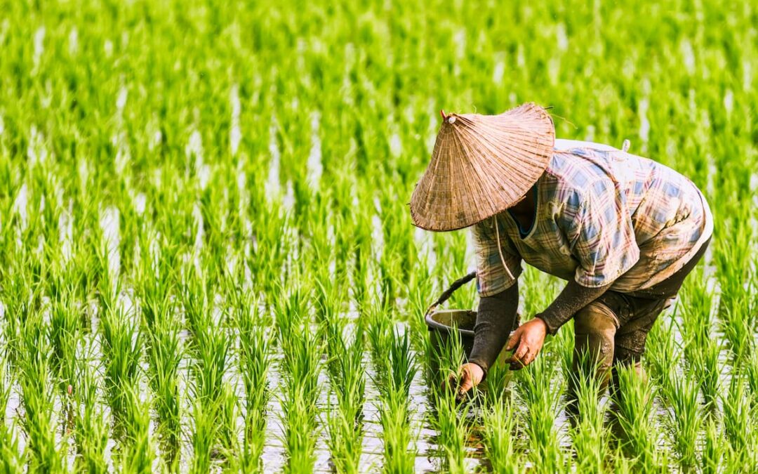 Arroz en China