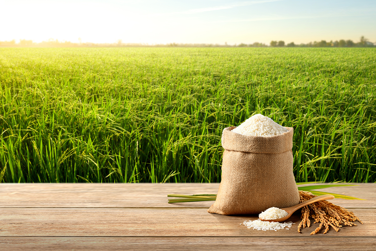 cuanto pesa un grano de arroz