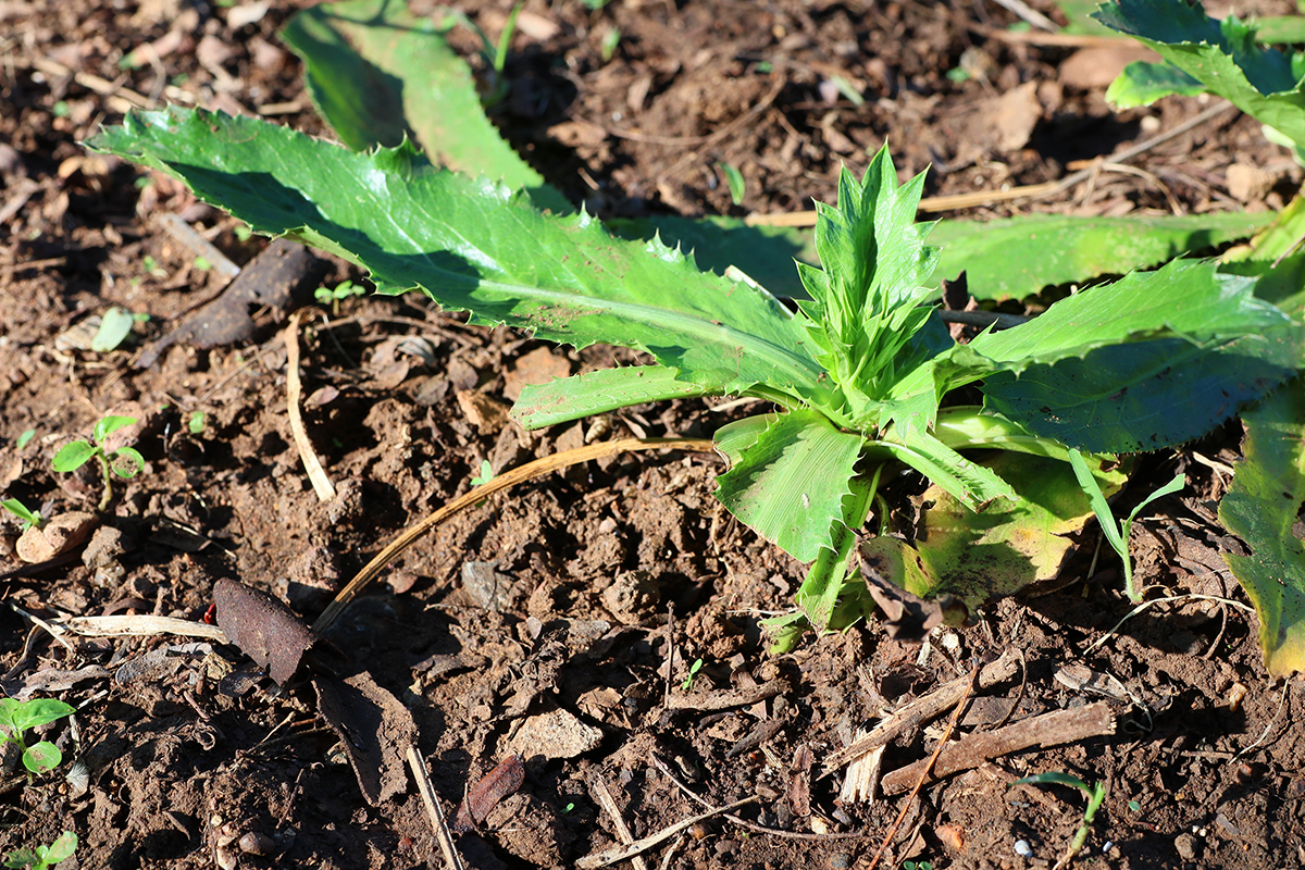 culantro cultivo