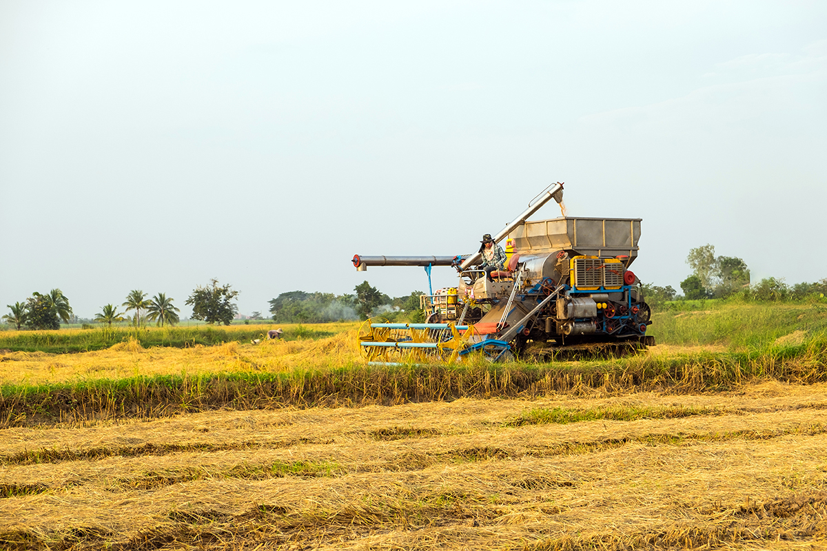 de dónde sale el arroz