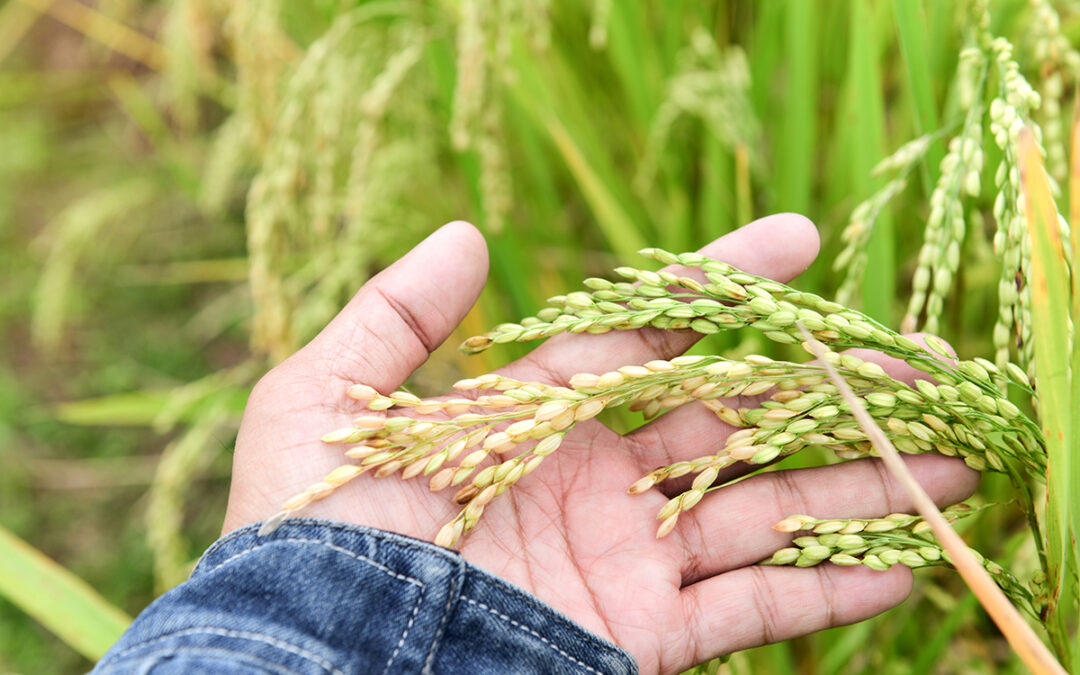 ¿De dónde sale el arroz? Un viaje desde el origen hasta tu mesa