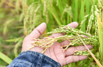 de dónde sale el arroz