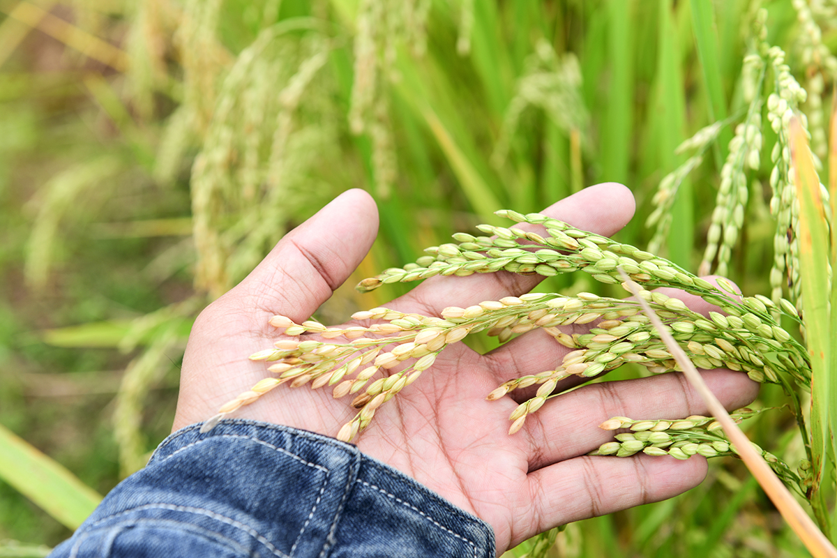 de dónde sale el arroz