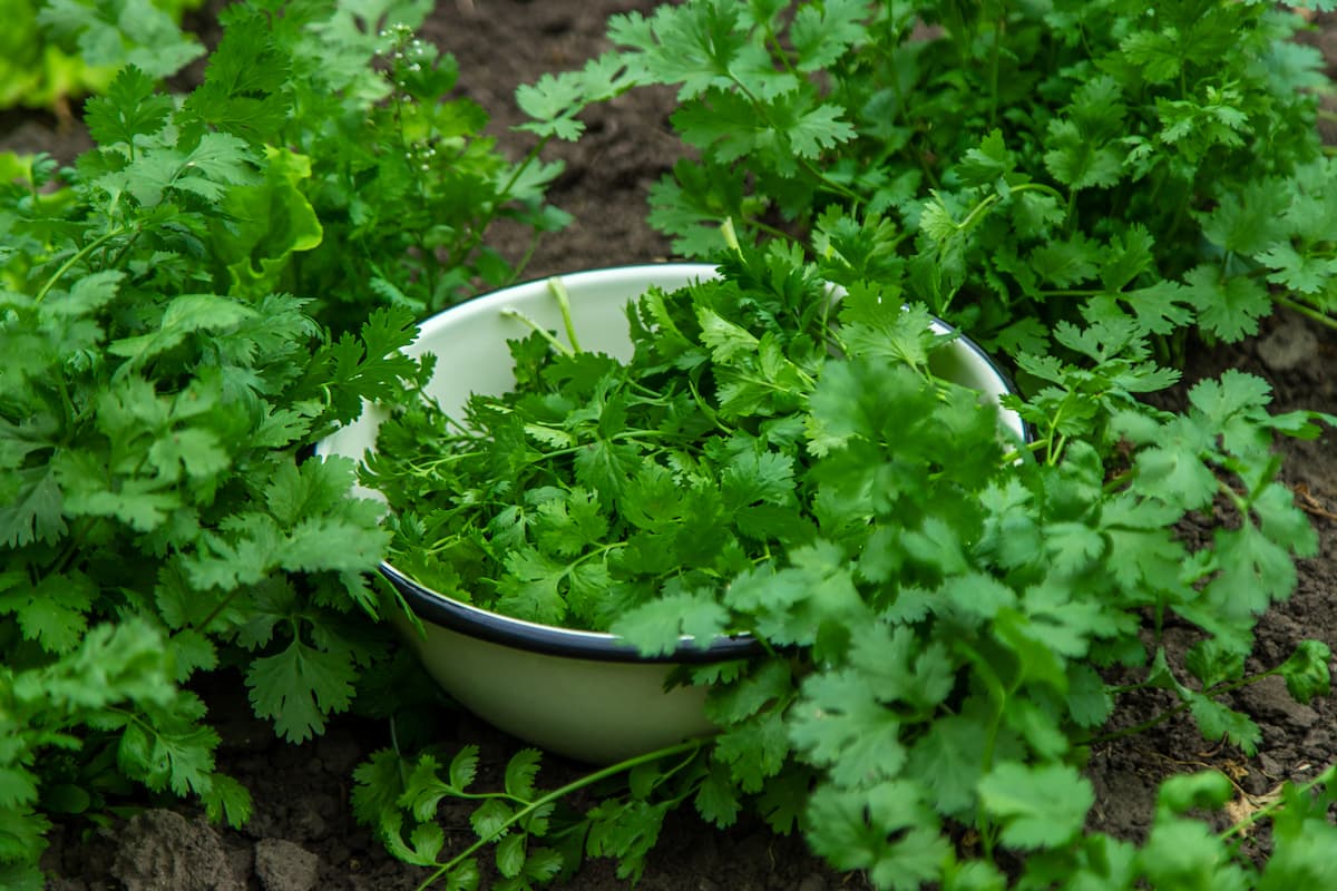 Usos y beneficios del cilantro