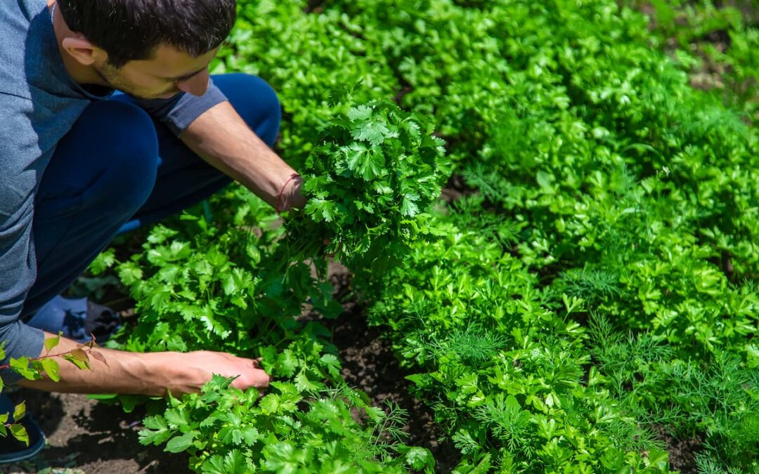 Todo sobre el cuidado del cilantro