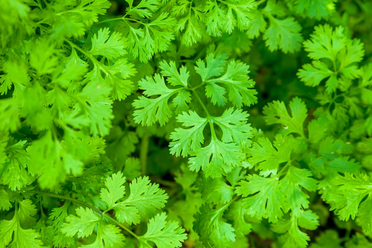 ¿Por qué es importante el cuidado adecuado del cilantro?
