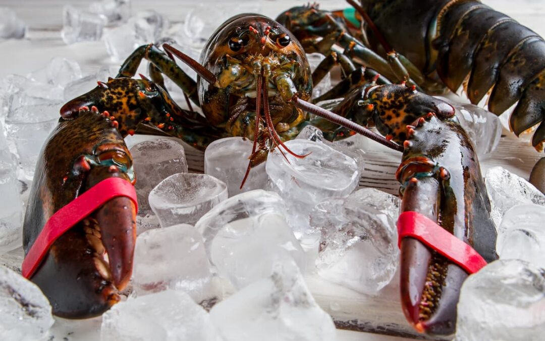 Cómo preparar bogavante congelado