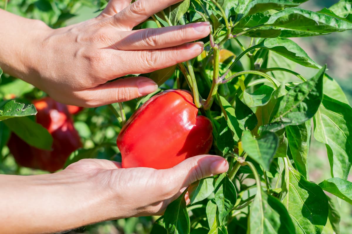 Pimiento rojo