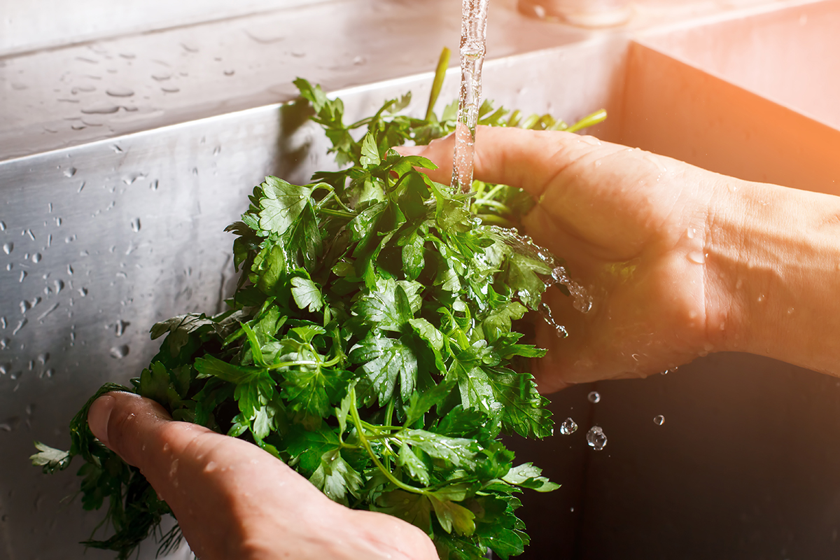 cilantro vs perejil