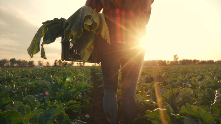 Guía completa sobre alimentación sostenible