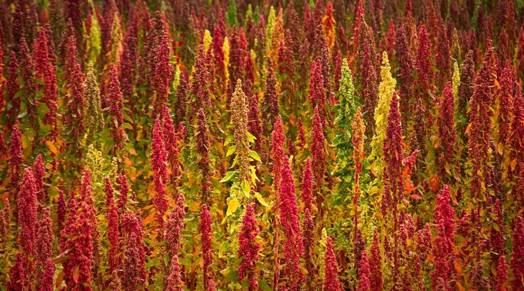 sostenibilidad cultivo quinoa