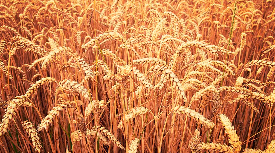 Trigo: el grano más cultivado del mundo