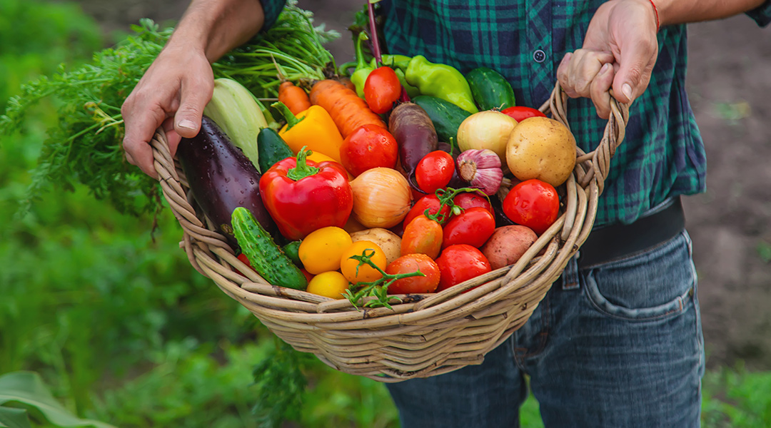 Incorporando proteínas vegetales en tu dieta diaria