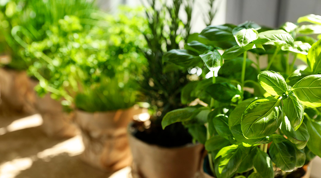 Consejos prácticos para el cultivo en casa