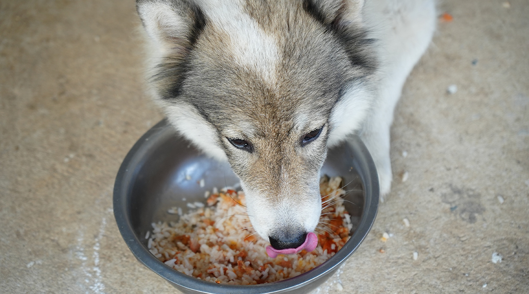 ¿Con qué frecuencia pueden comer arroz los perros?