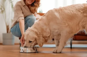 ¿Es cierto que el arroz es bueno para los perros?