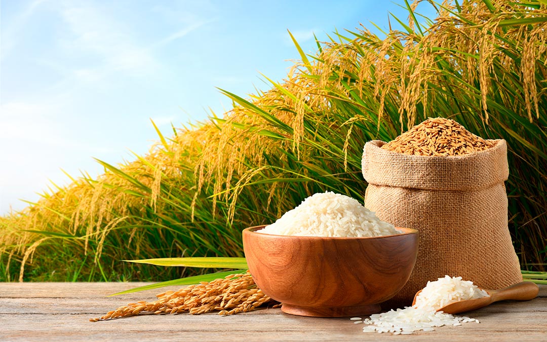 Diferencia entre arroz integral y arroz normal: ¿Cuál elegir para una dieta saludable?