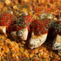 arroz con bonito del norte